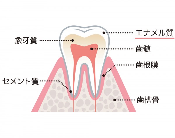 エナメル質とは | 広島市中区宝町の歯医者｜のぶもと歯科